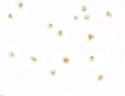 Pierce-1 Antibody - BSA Free