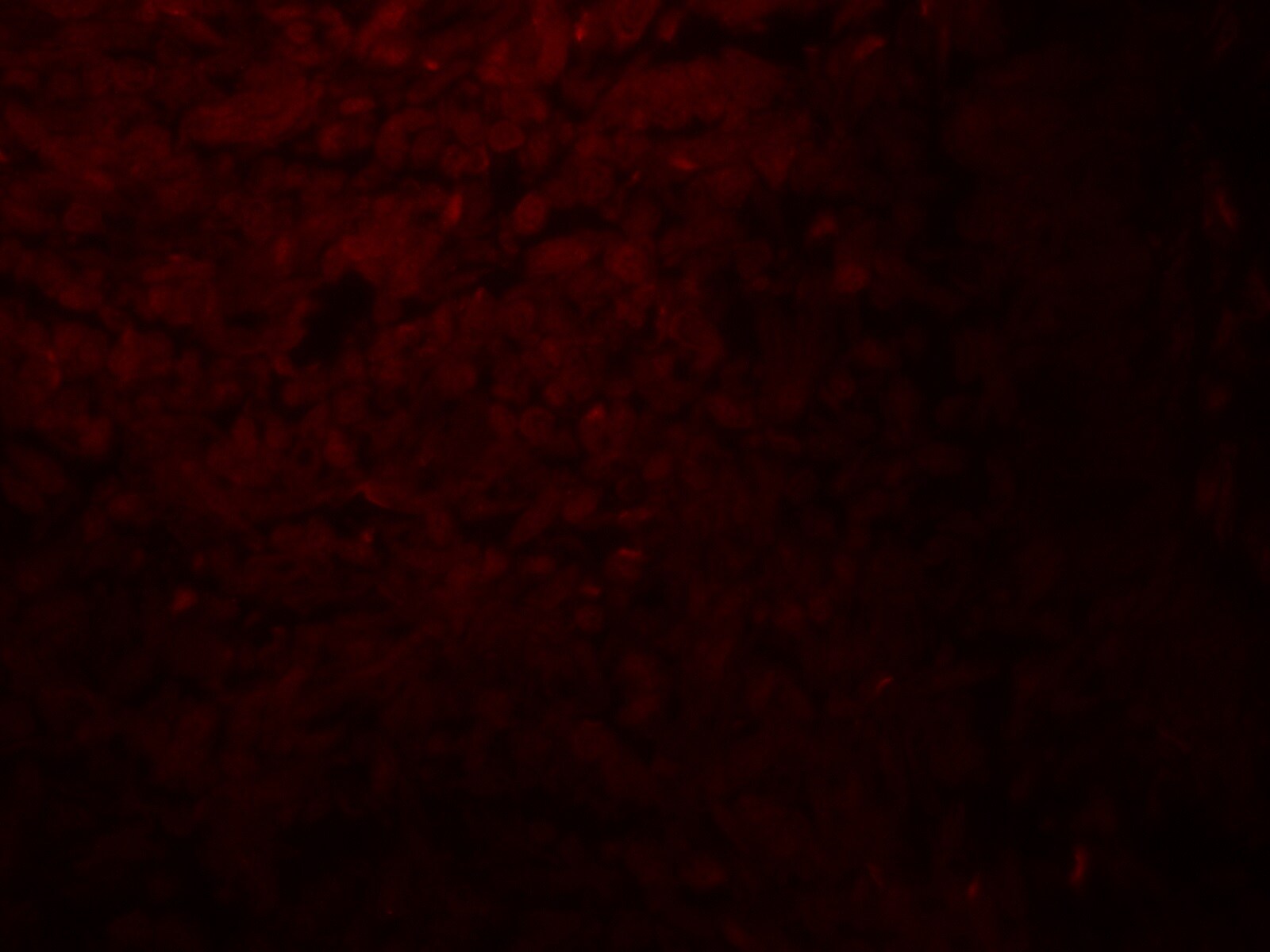 ENT2 Antibody - BSA Free