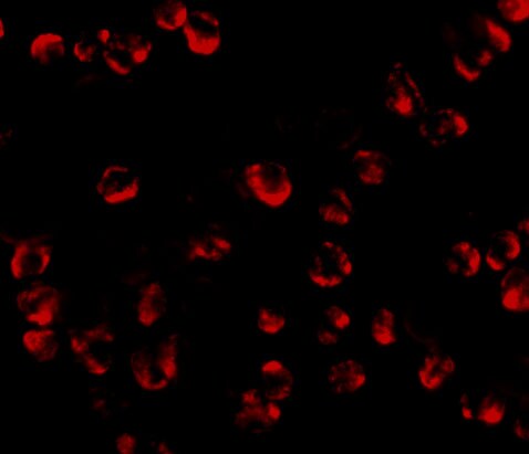 RGS21 Antibody - BSA Free
