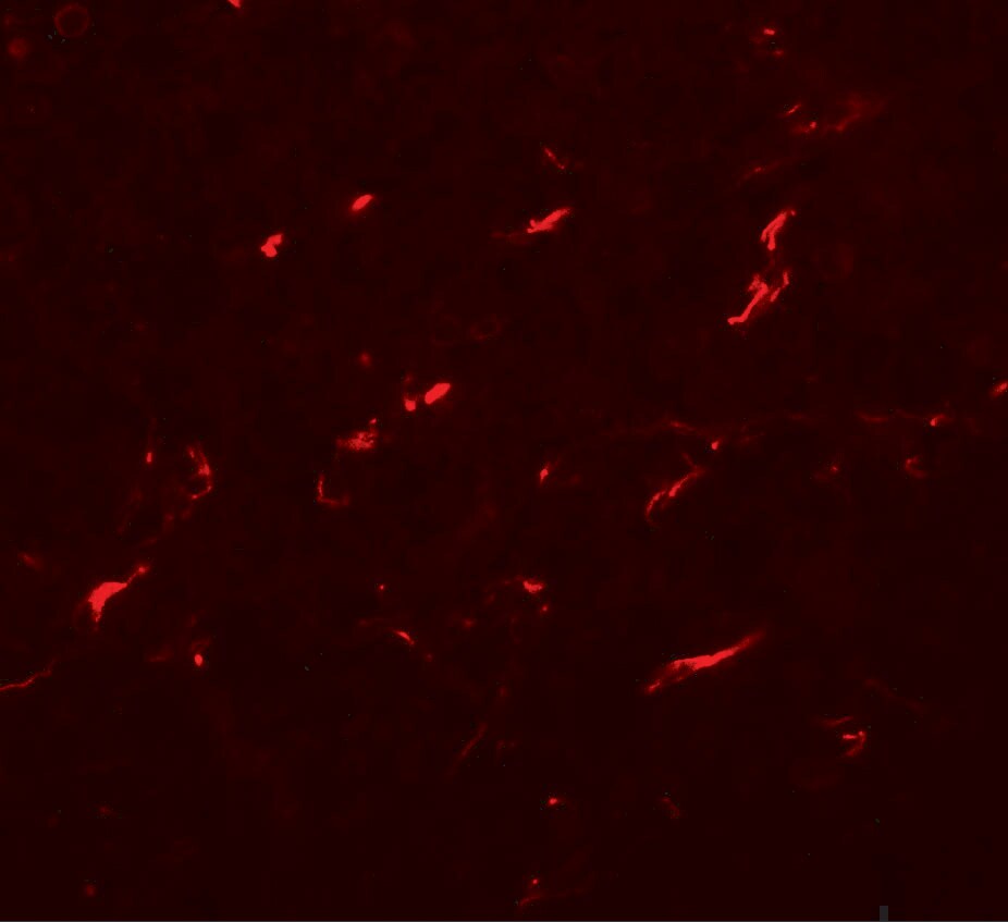 FMNL1 Antibody - BSA Free
