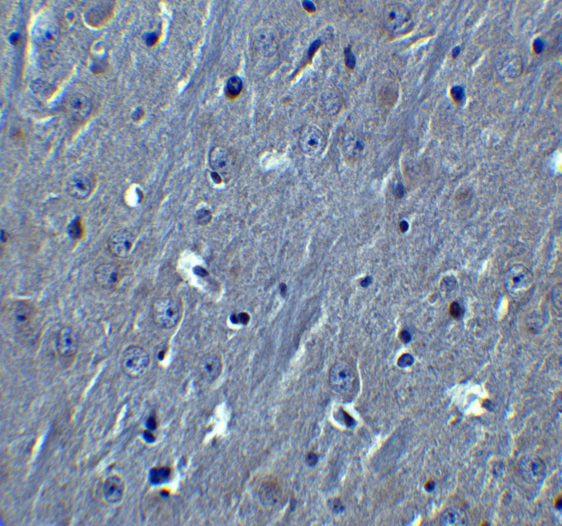 HOOK3 Antibody - BSA Free