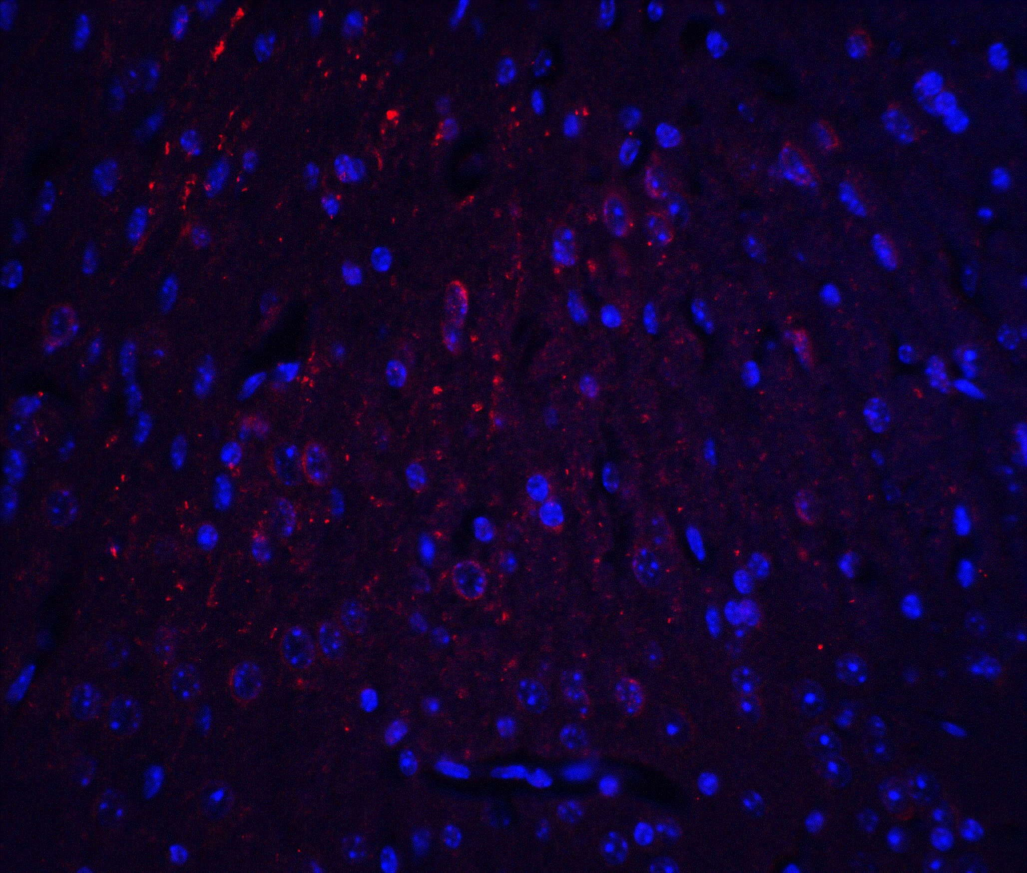 HOOK3 Antibody - BSA Free