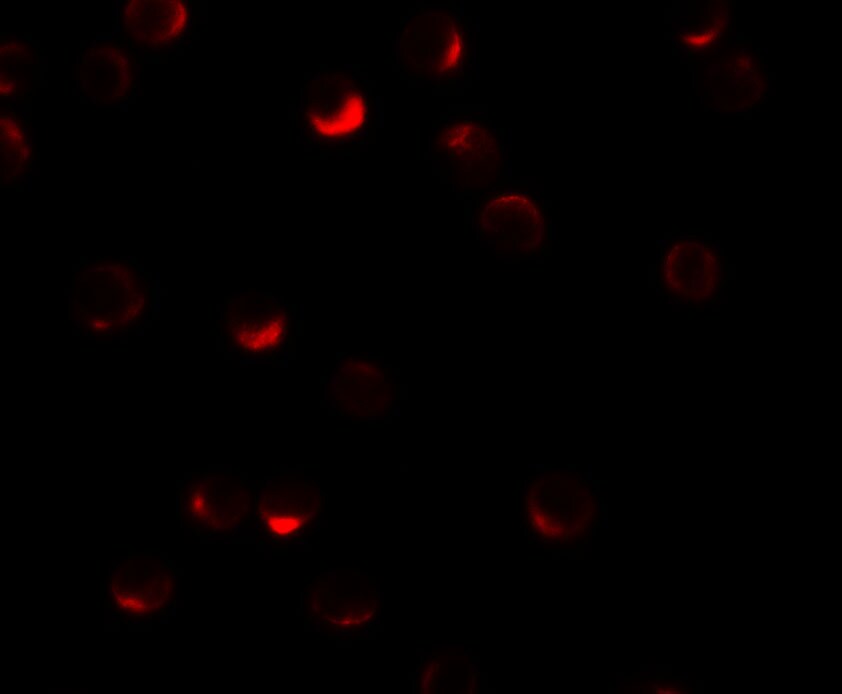 RILP Antibody - BSA Free