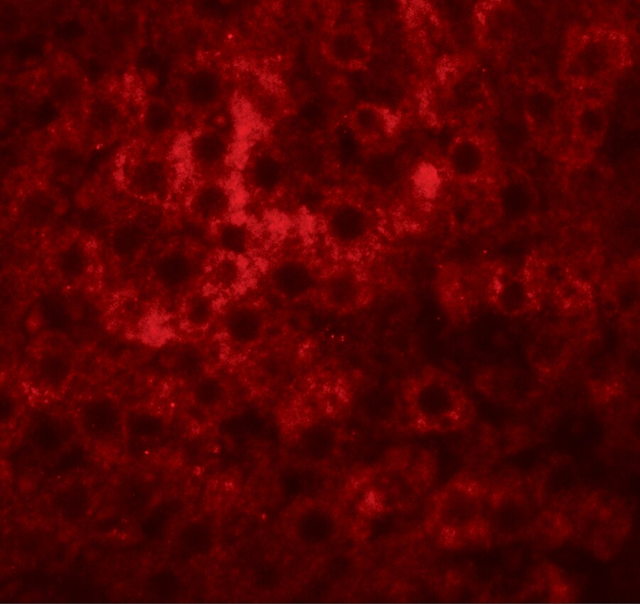HRP-2 Antibody - BSA Free