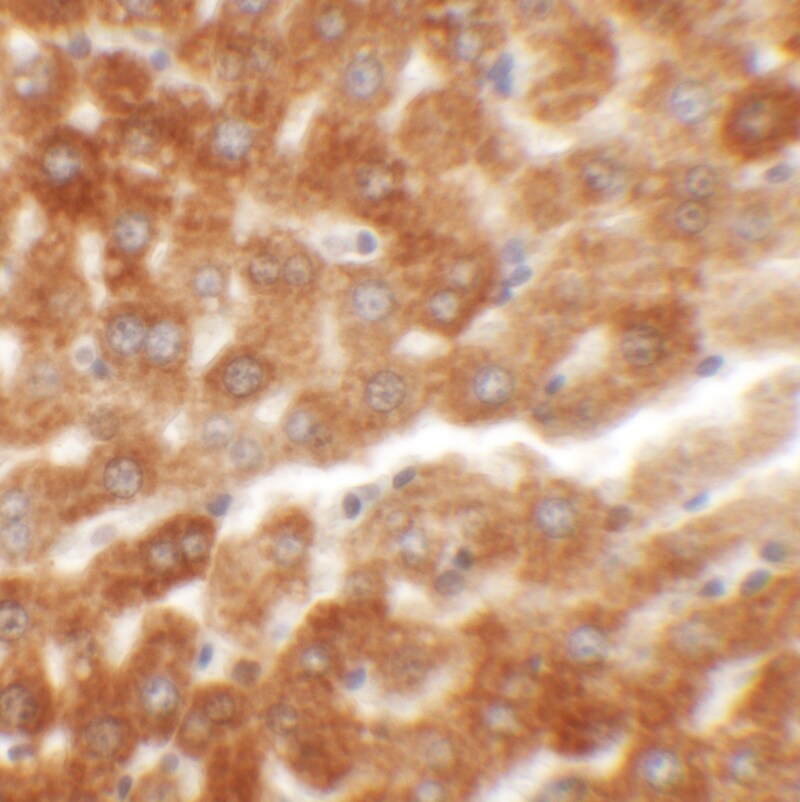 HRP-2 Antibody - BSA Free