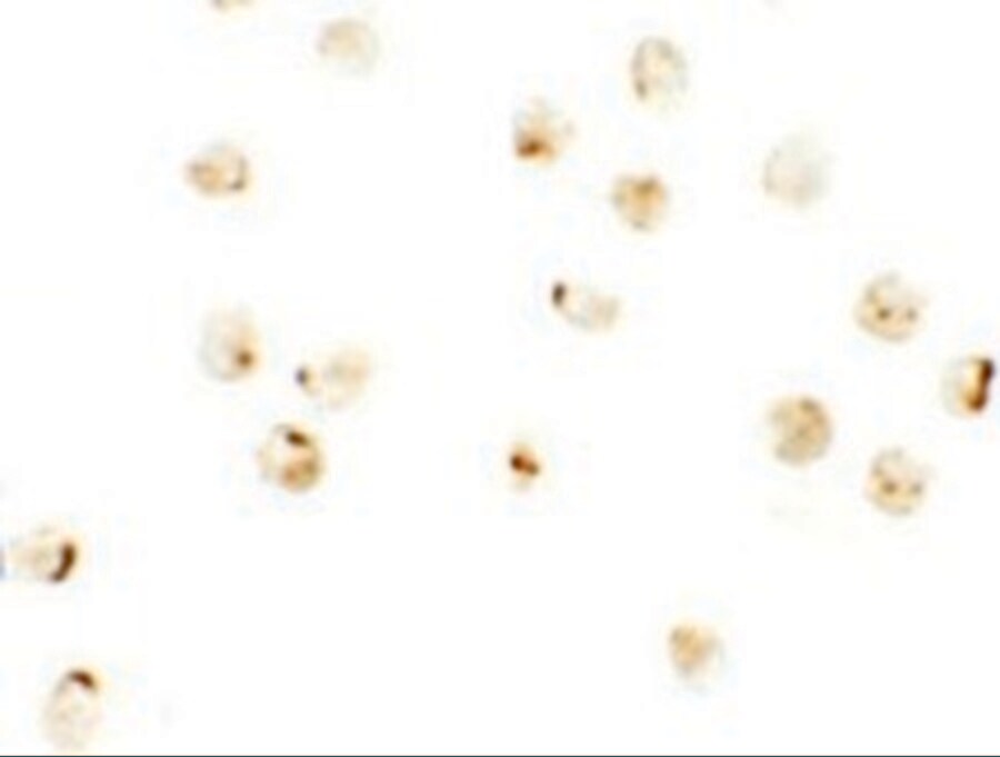 IRF2BP2 Antibody - BSA Free