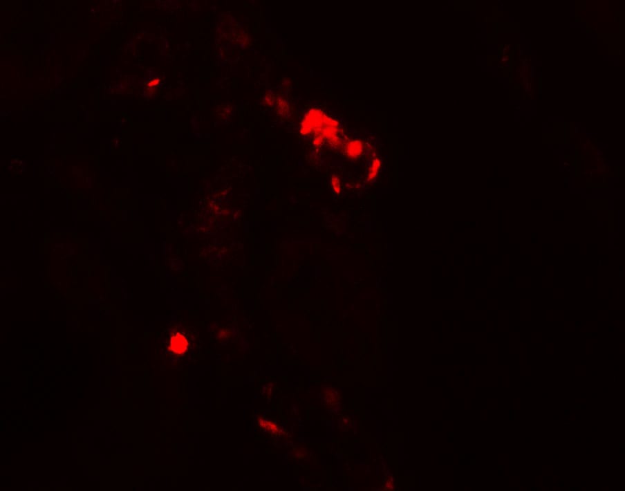 Rubicon Antibody - BSA Free