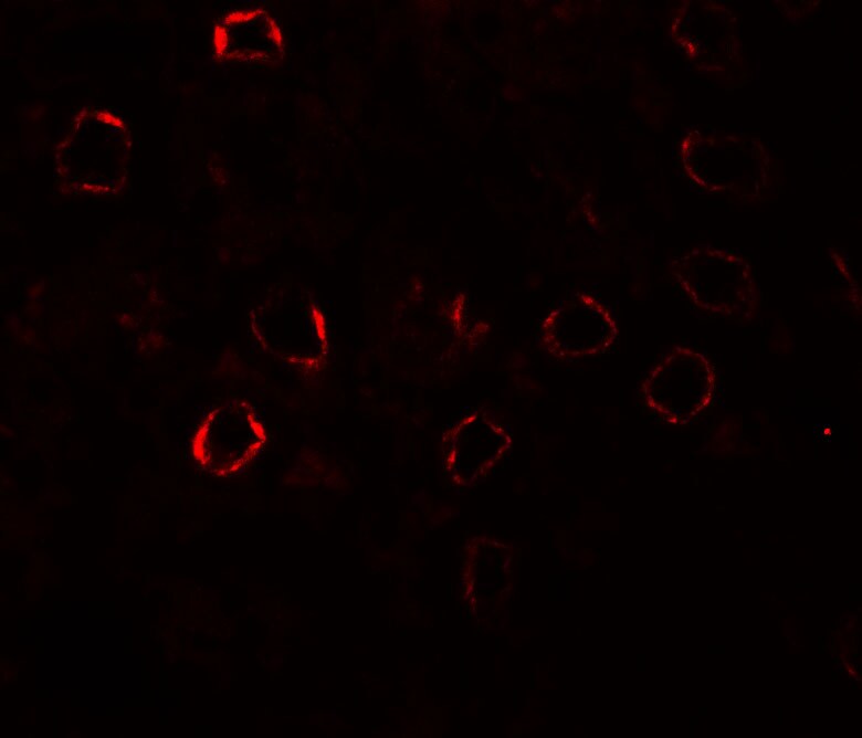 Kirrel3/NEPH2 Antibody - BSA Free