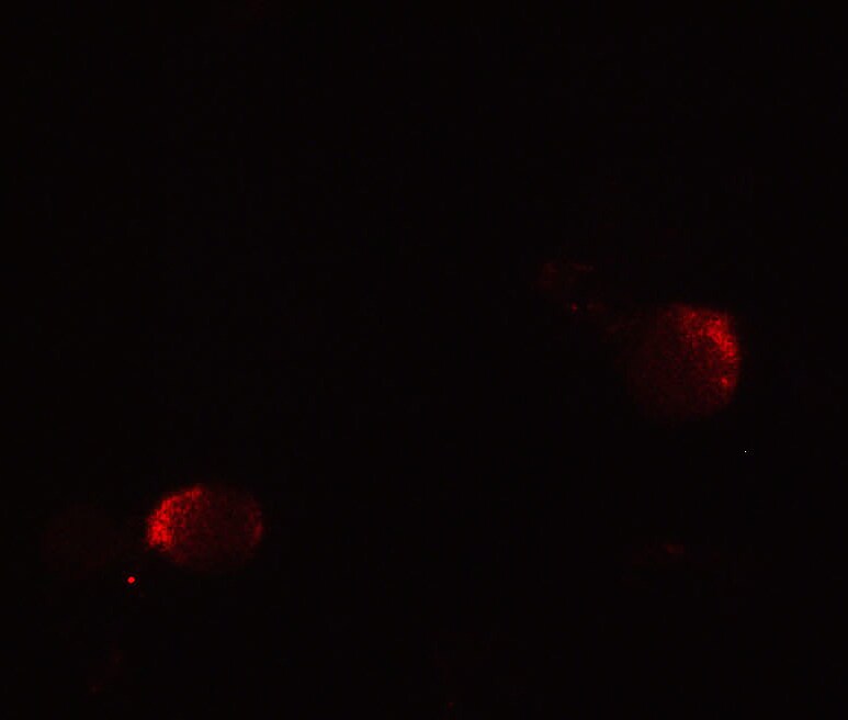 lin-54 Antibody - BSA Free