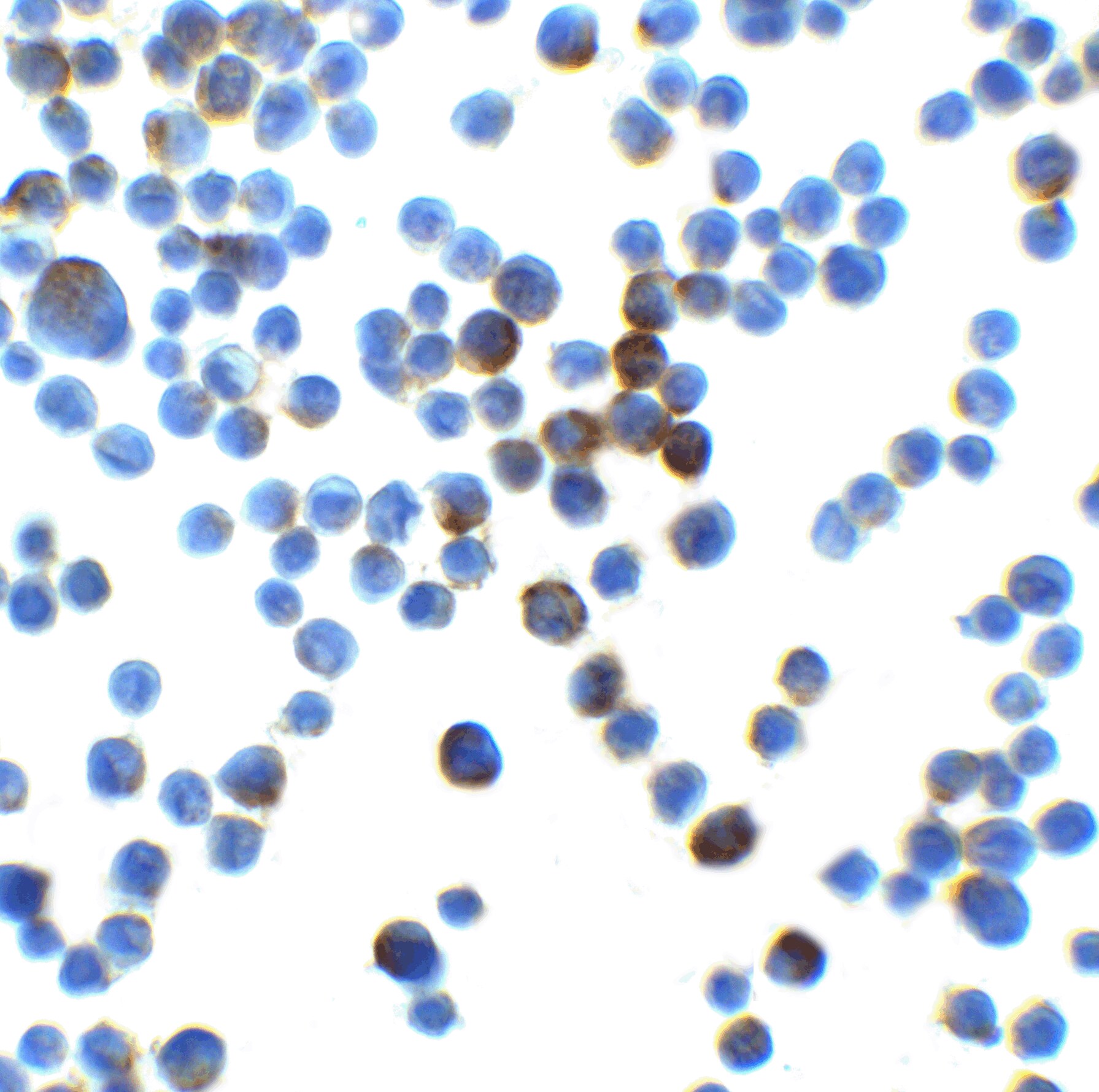 lin-54 Antibody - BSA Free