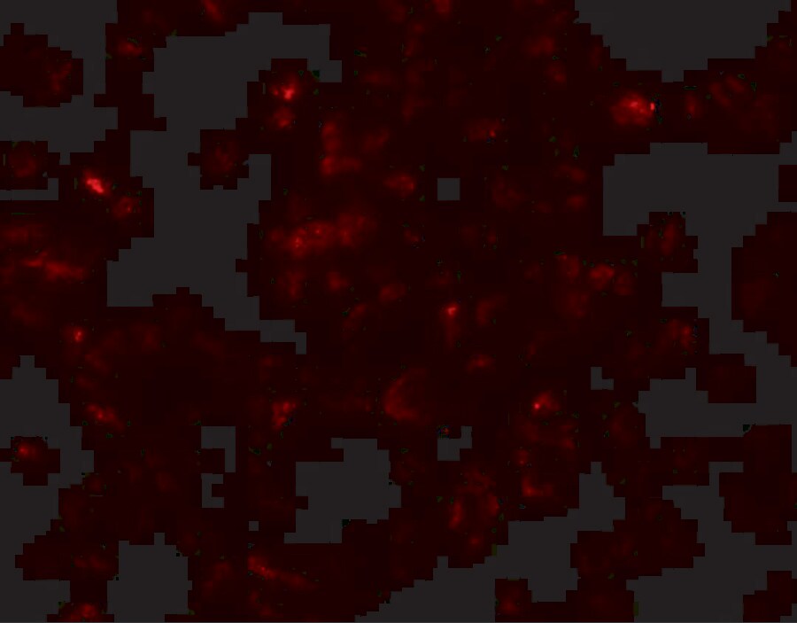 SCRN3 Antibody - BSA Free