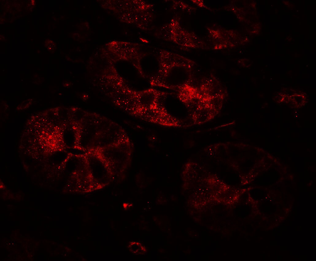 MIST1 Antibody - BSA Free