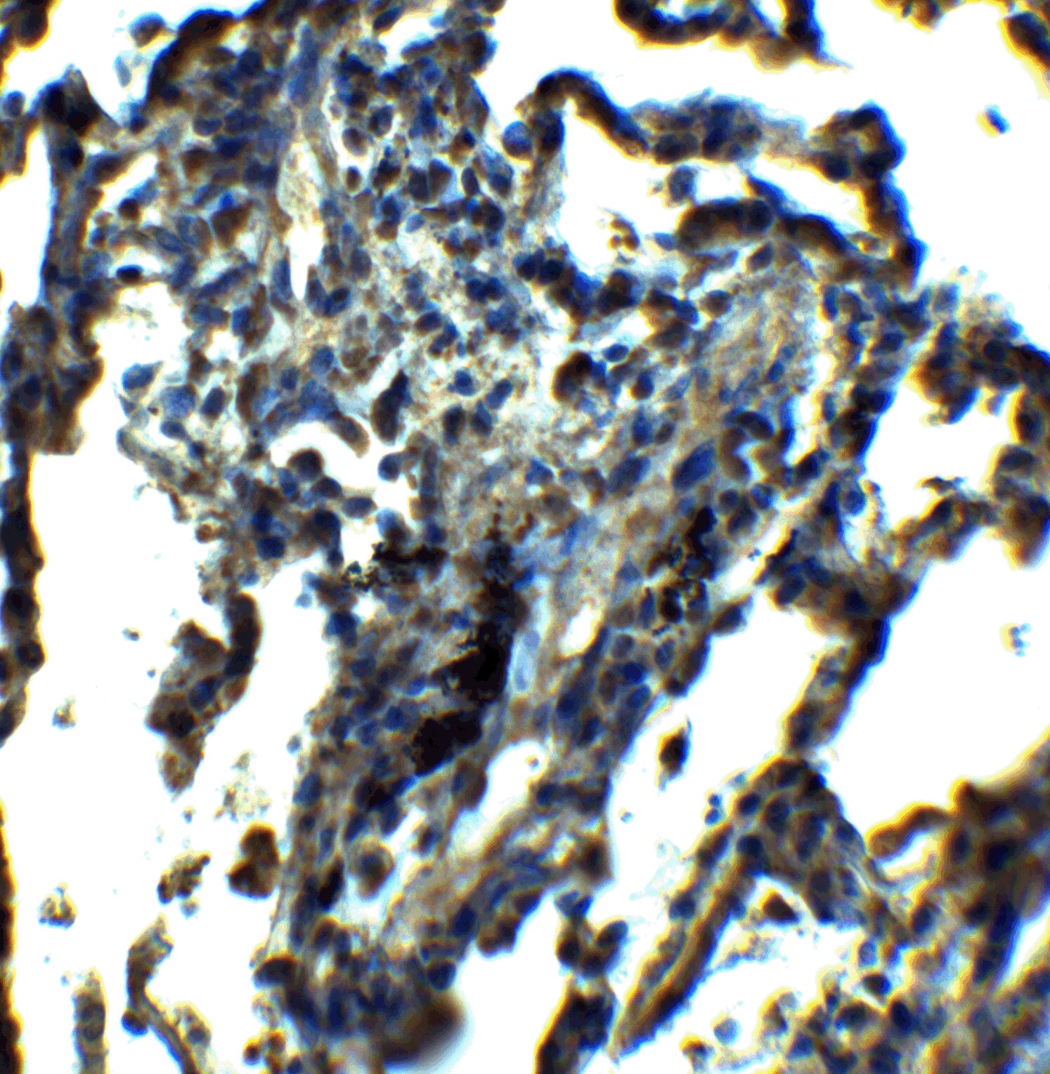 NDFIP1 Antibody - BSA Free