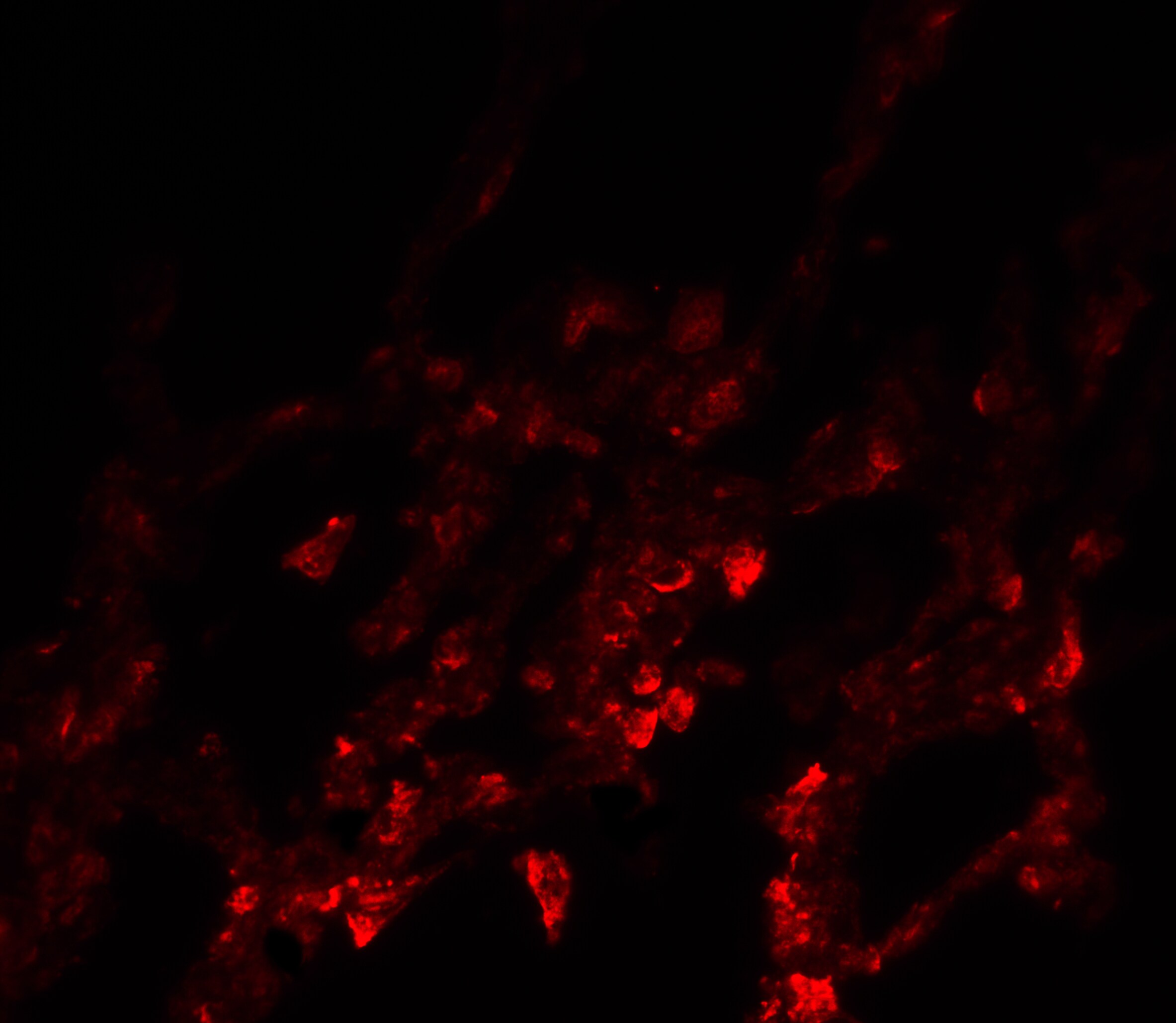 NDFIP1 Antibody - BSA Free