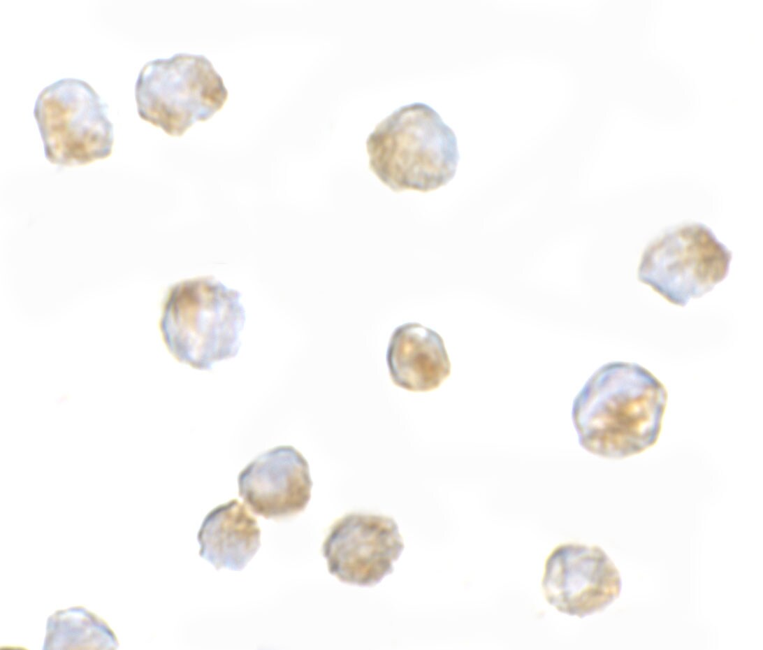 ORAI3 Antibody - BSA Free