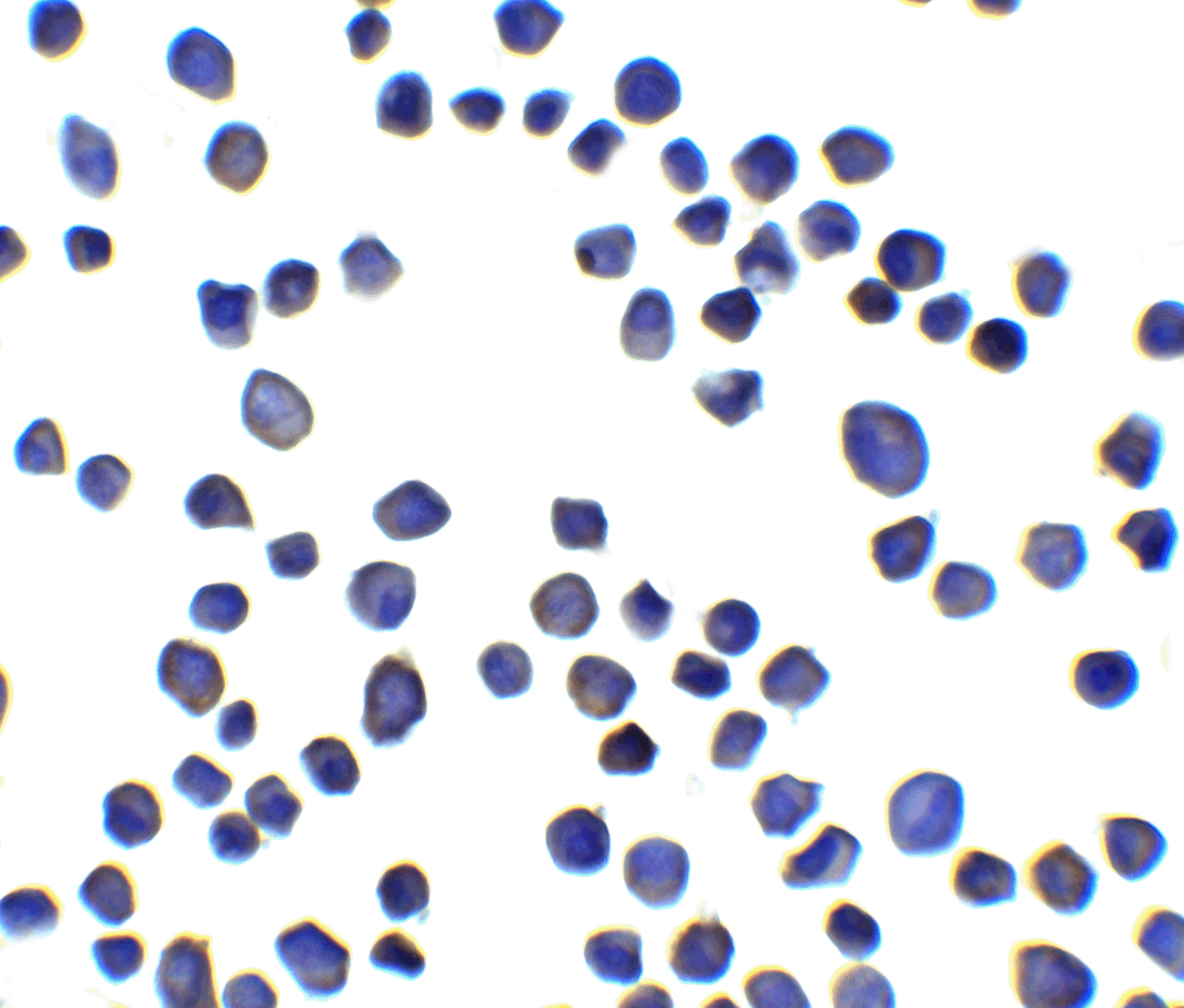 SUSD3 Antibody - BSA Free