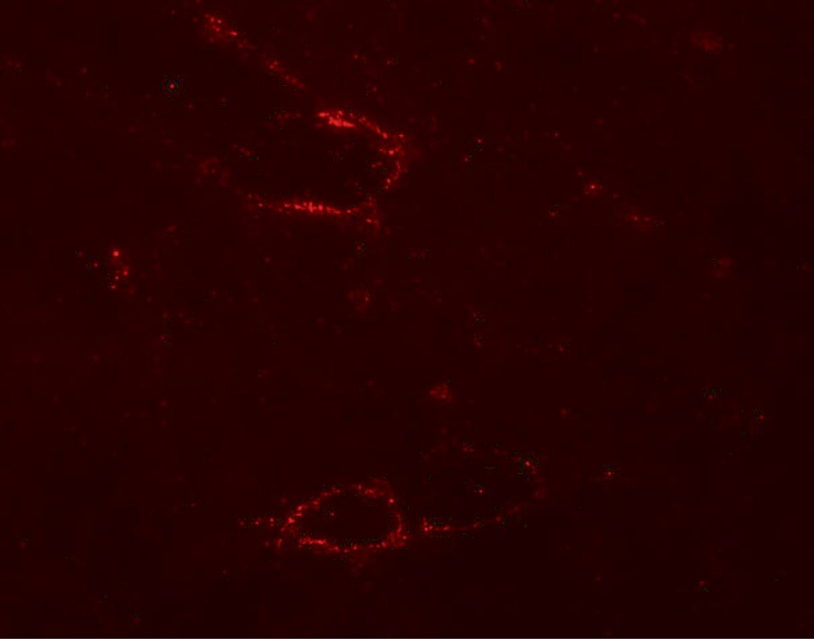 SYNPO2L Antibody - BSA Free