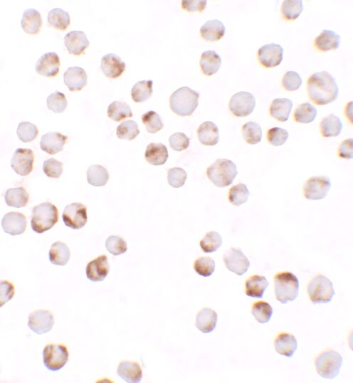 TIAF1 Antibody - BSA Free