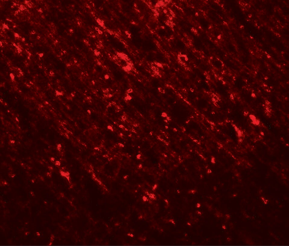 TLX2 Antibody - BSA Free
