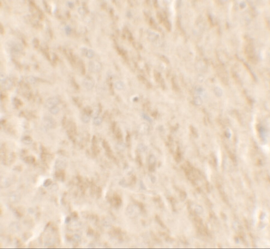 TLX2 Antibody - BSA Free