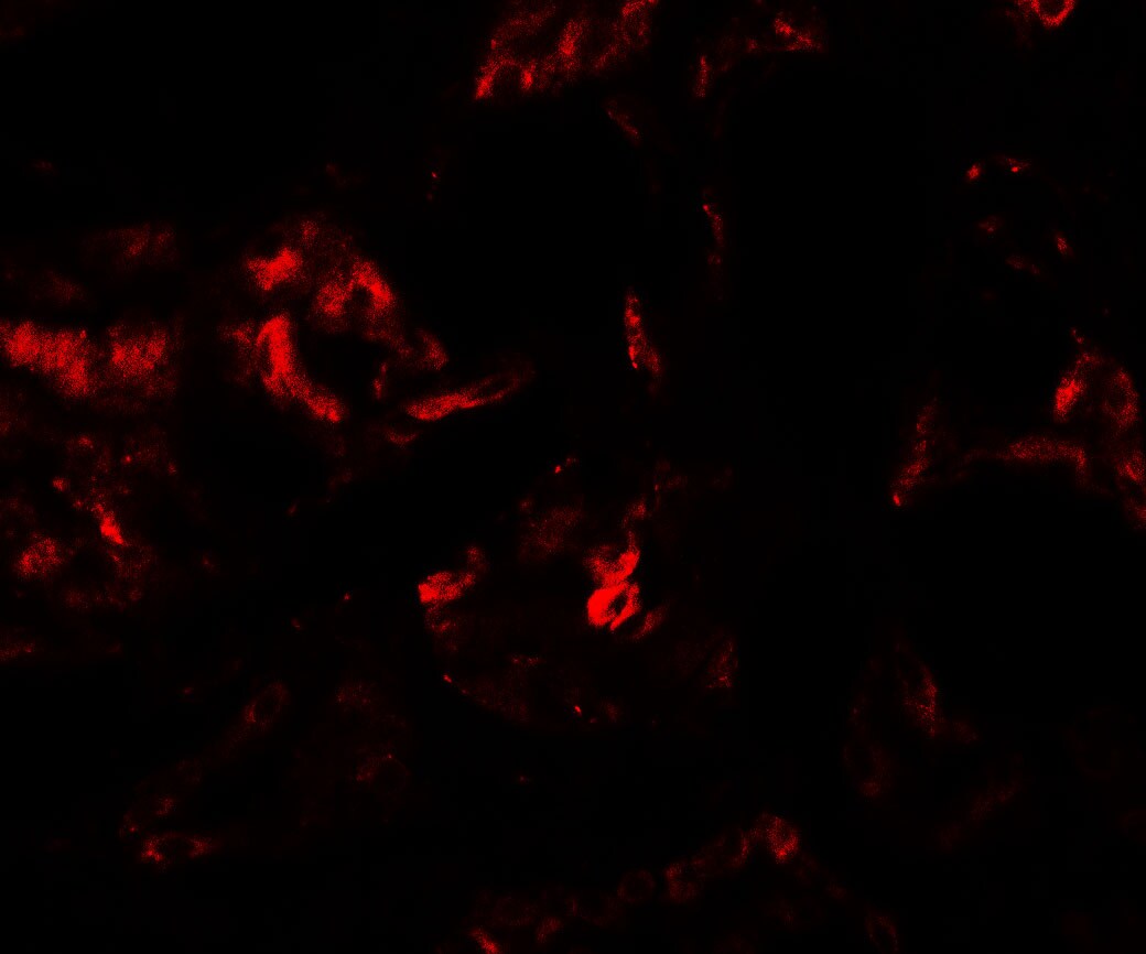 PLA1A Antibody - BSA Free