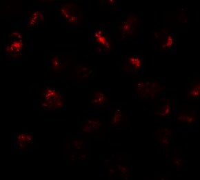 PRR5L Antibody - BSA Free