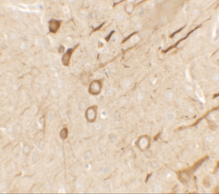PRRT2 Antibody - BSA Free