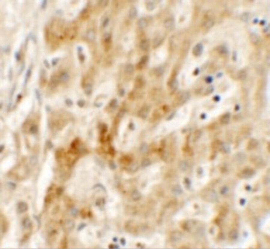 TMEM106B Antibody - BSA Free