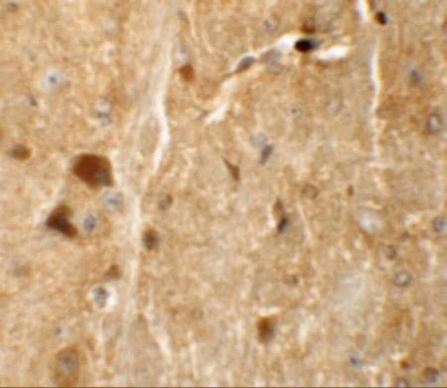 TMEM192 Antibody - BSA Free