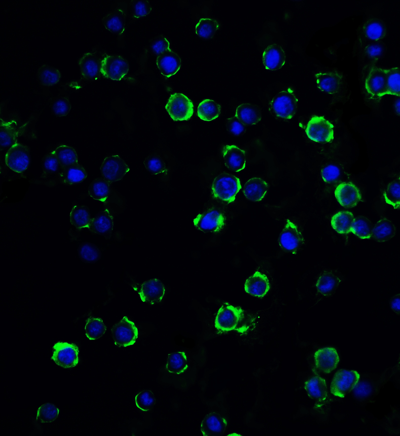 RFX1 Antibody - BSA Free