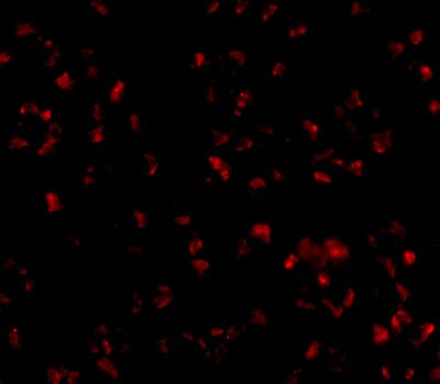 TMEM214 Antibody - BSA Free