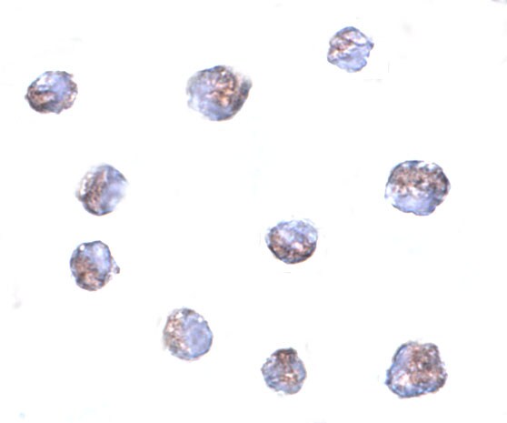 TMEM214 Antibody - BSA Free