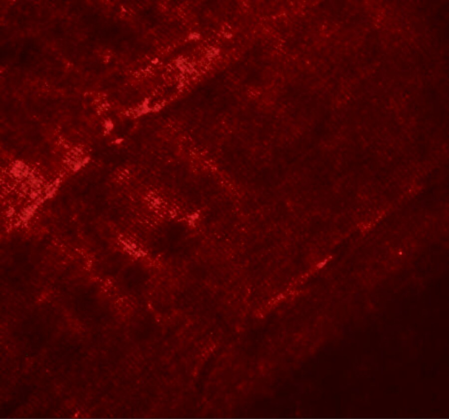 SYNPO2 Antibody - BSA Free