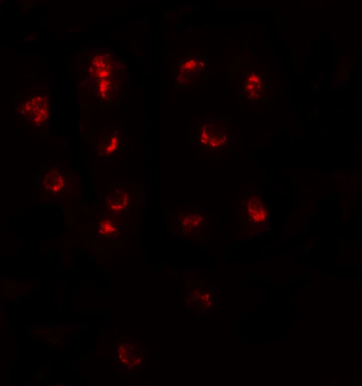 Teashirt homolog 1 Antibody - BSA Free
