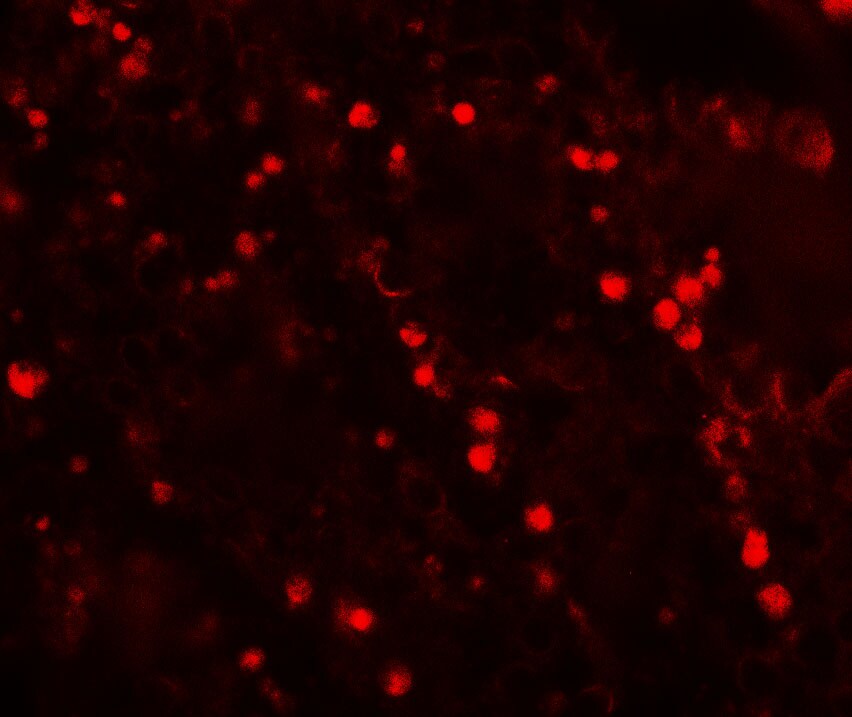 TOPAZ1 Antibody - BSA Free