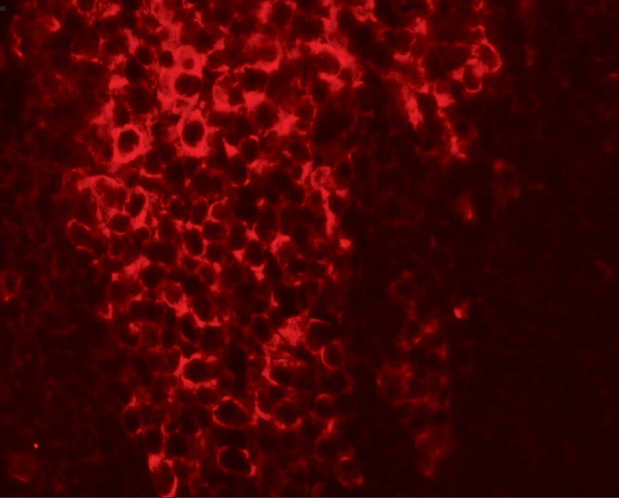 TFCP2L1 Antibody - BSA Free