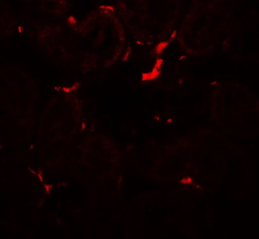 VEZT Antibody - BSA Free