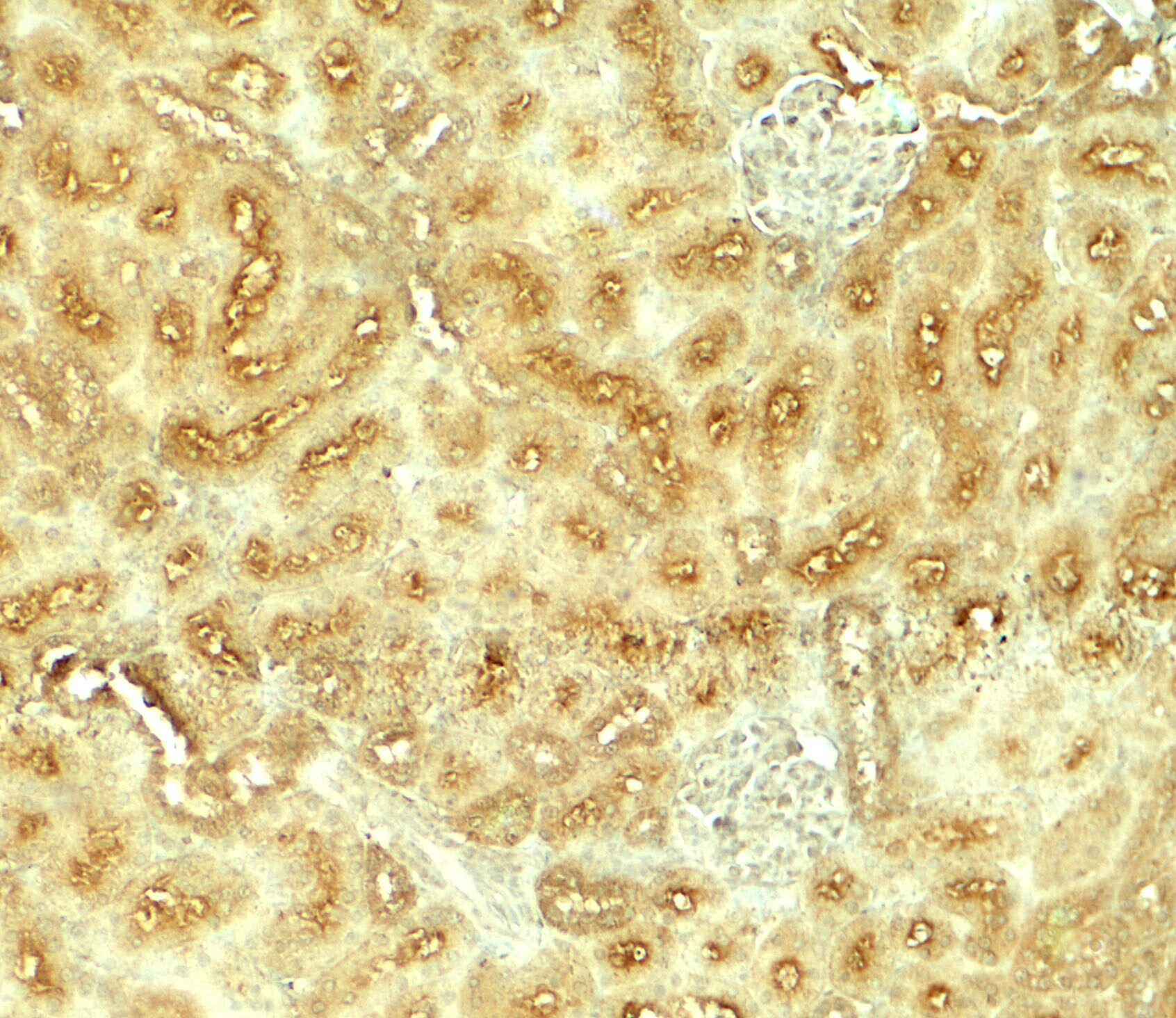VEZT Antibody - BSA Free