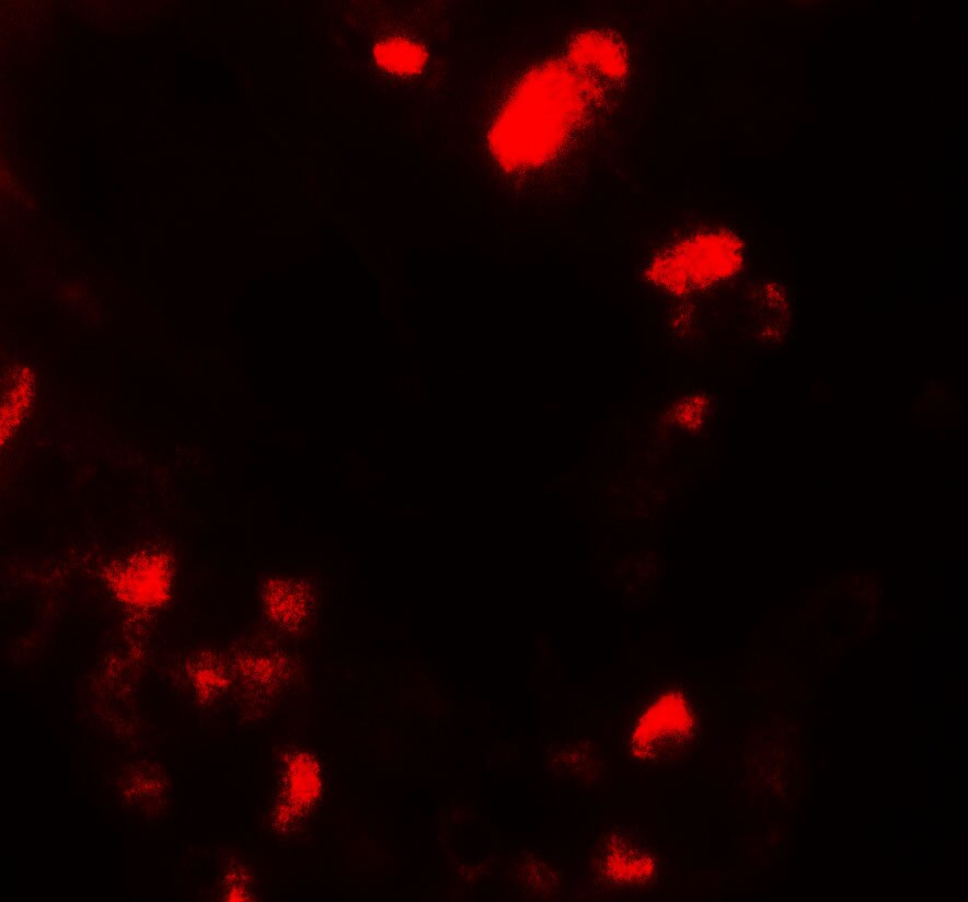UBIAD1 Antibody - BSA Free