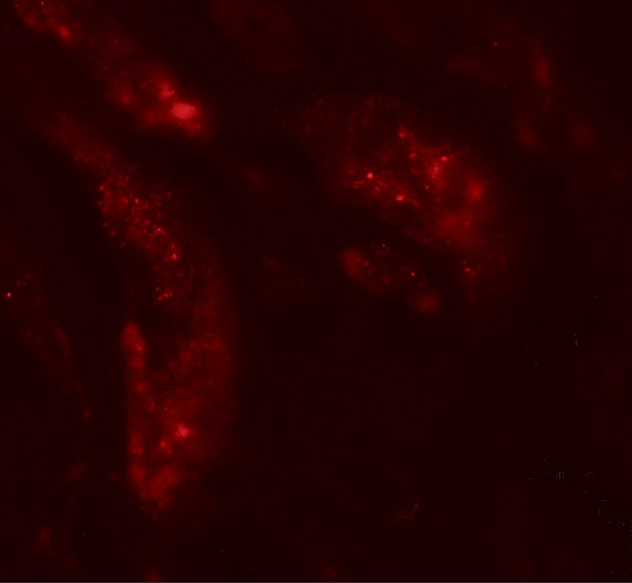 UHRF1BP1L Antibody - BSA Free