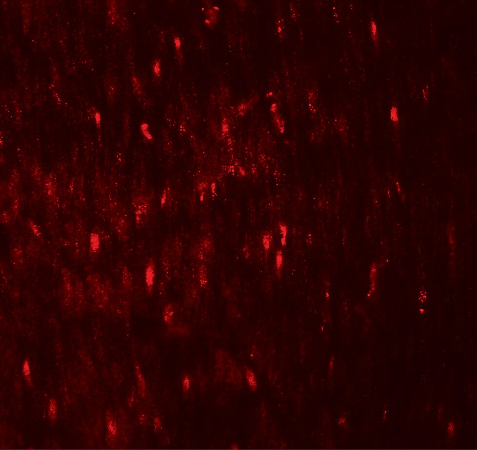 WIPI1 Antibody - BSA Free