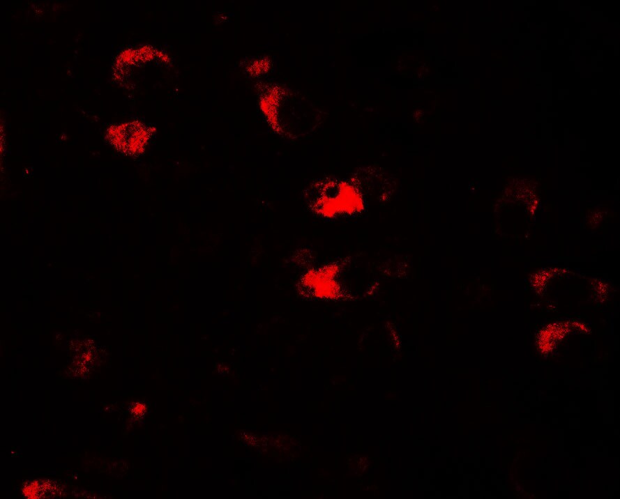 USP25 Antibody - BSA Free