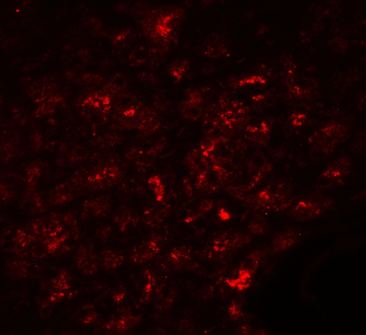 ZnT-8/SLC30A8 Antibody - BSA Free