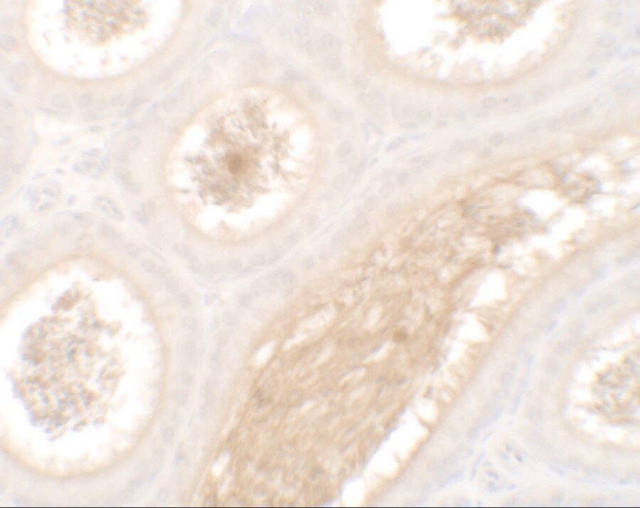 WAC Antibody - BSA Free