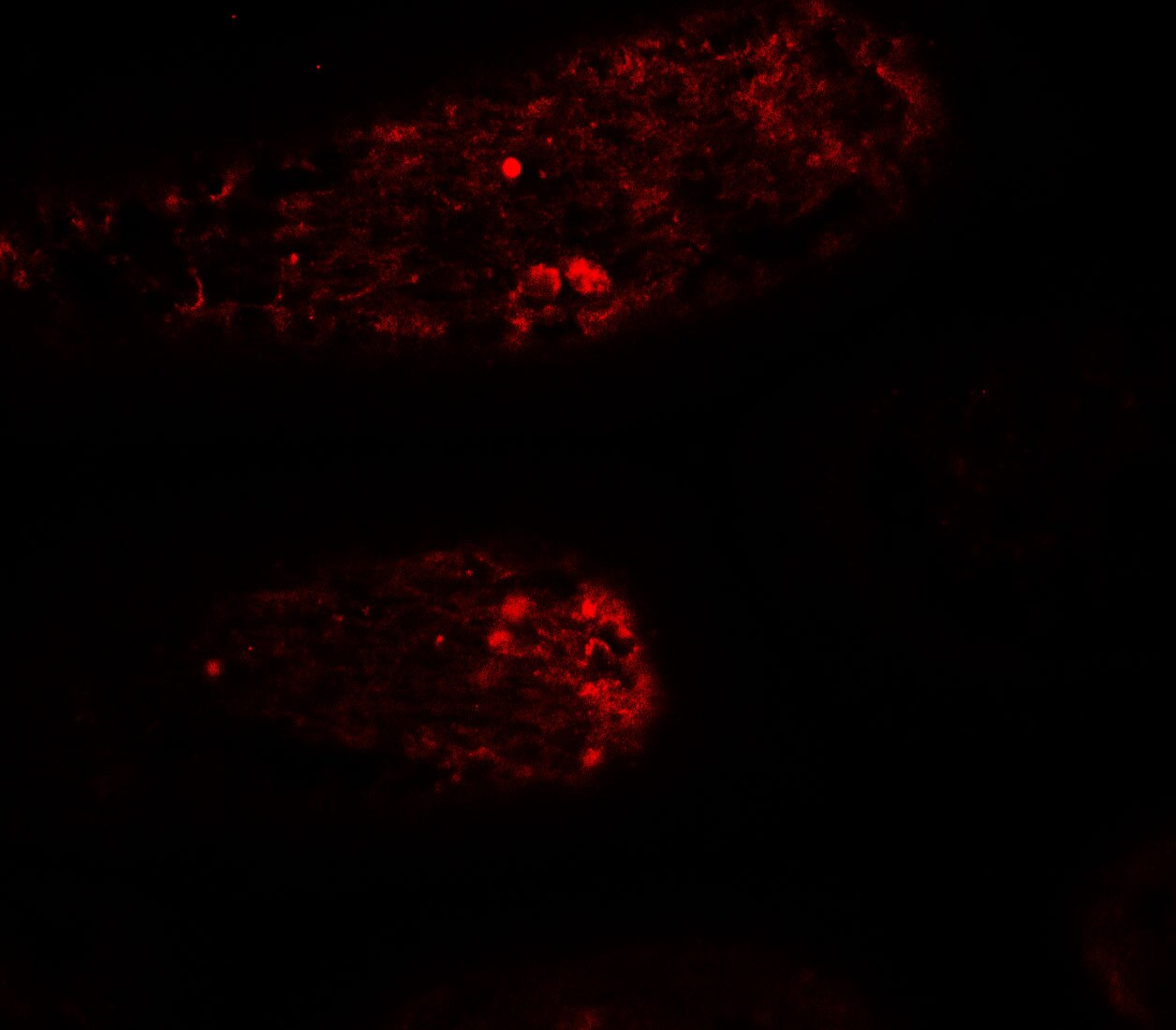WAC Antibody - BSA Free