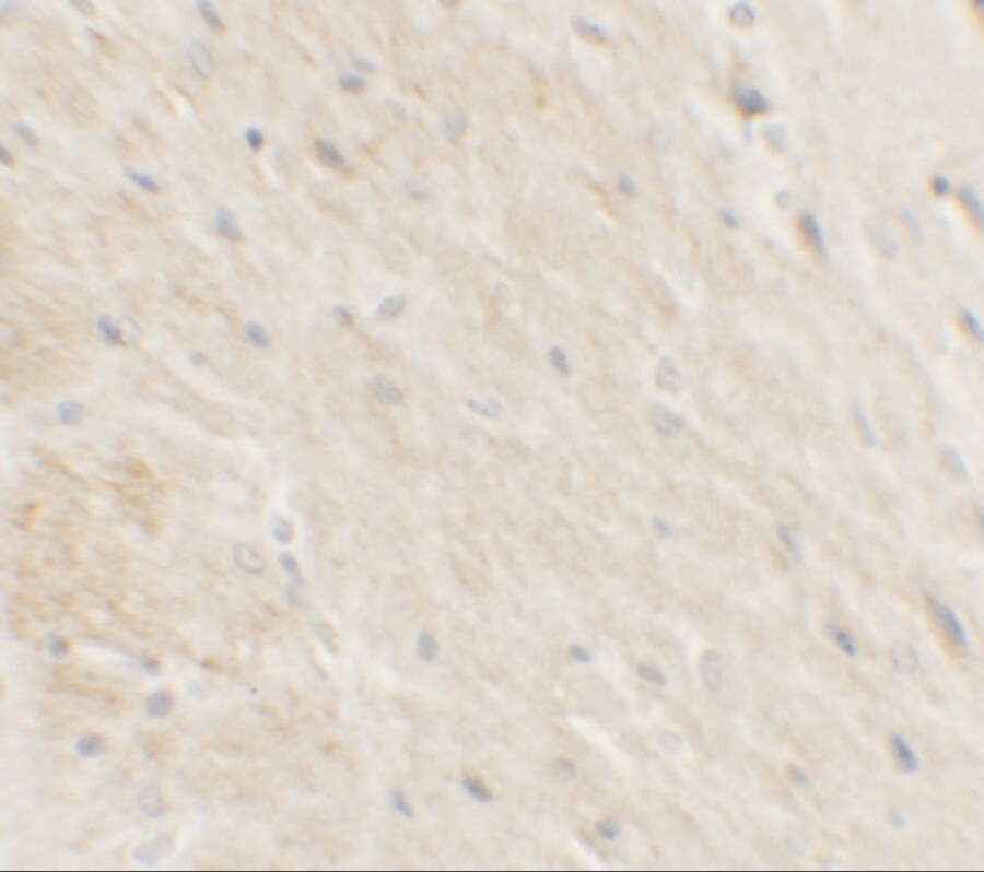 DDX41 Antibody - BSA Free