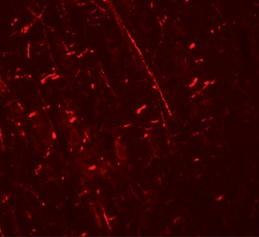 DDX41 Antibody - BSA Free