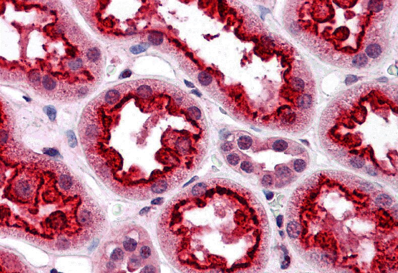 NAP1 Antibody - BSA Free