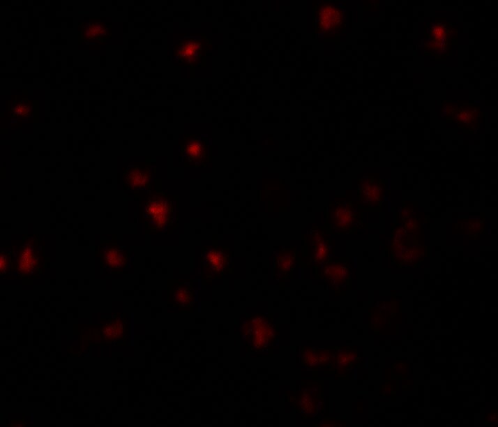 YPEL5 Antibody - BSA Free