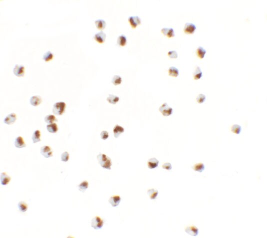 YPEL5 Antibody - BSA Free